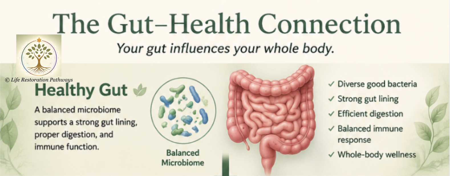 Gut is More Than Digestion